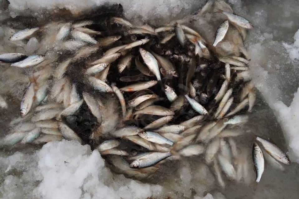 Замор рыбы – это серьезная проблема, с которой сталкиваются владельцы прудов, особенно в зимний период.
