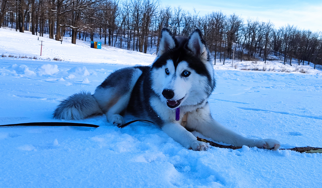 Хаски по имени Мани