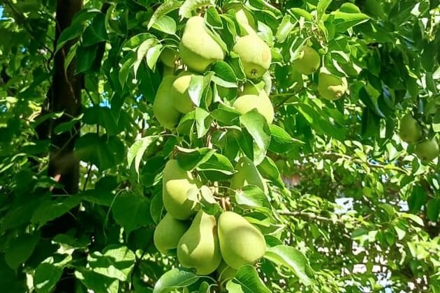 Почему опавшие груши бывают вкуснее?