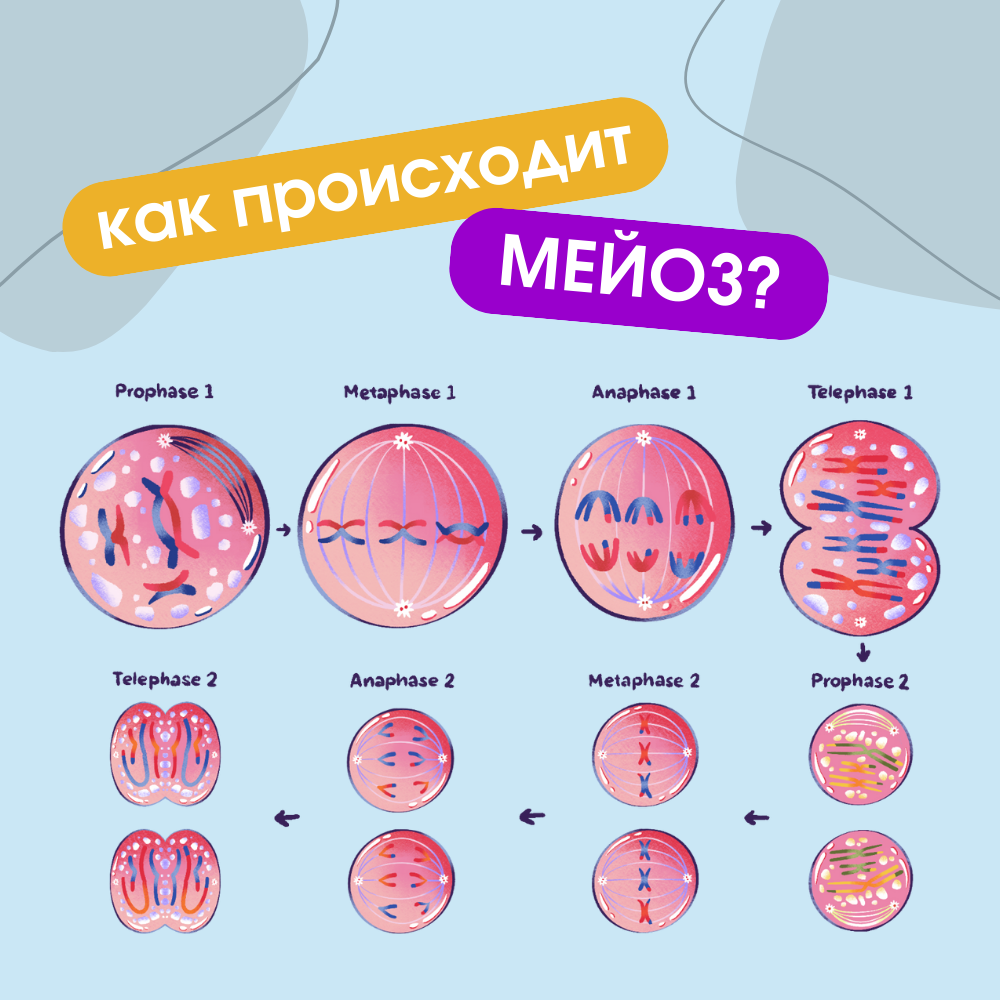 Мейотическое деление клетки. Фазы мейоза