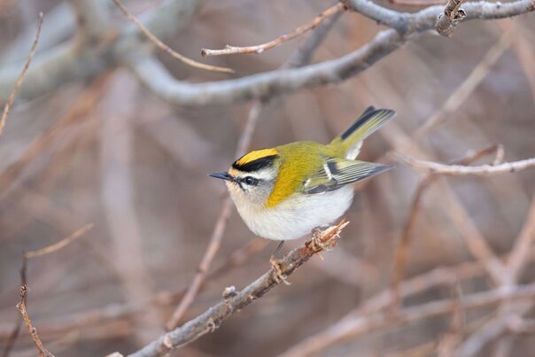 Фото: Сергей Кукуев