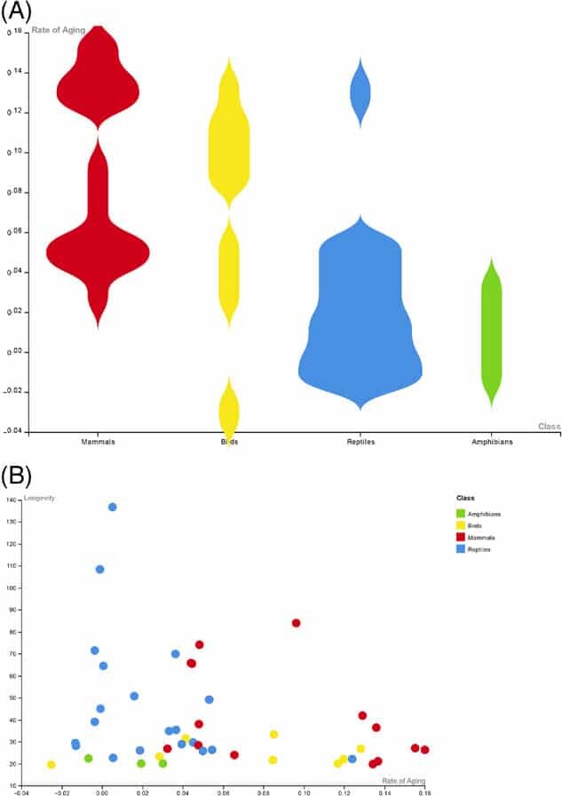    Распределение темпов старения (А) и темпов старения в зависимости от продолжительности жизни (B) для птиц (желтый; n = 8), млекопитающих (красный; n = 14), амфибий (зеленый; n = 3) и рептилий (синий; n = 20) / © Joao Pedro de Magalhaes