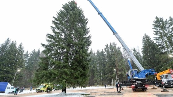    Главную новогоднюю елку страны спилят в Подмосковье 11 декабря Алина Городниченко