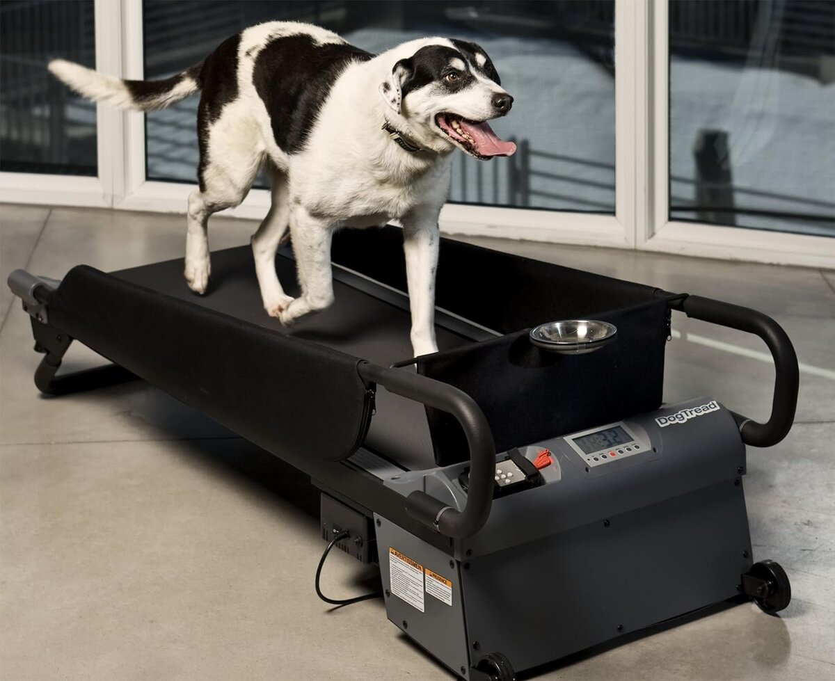 Физические нагрузки собакам. Беговая дорожка для собак Dog Treadmill. Дог Пасер Беговая дорожка. Дог фит Беговая дорожка. Беговая дорожка для собак Dog Fit.