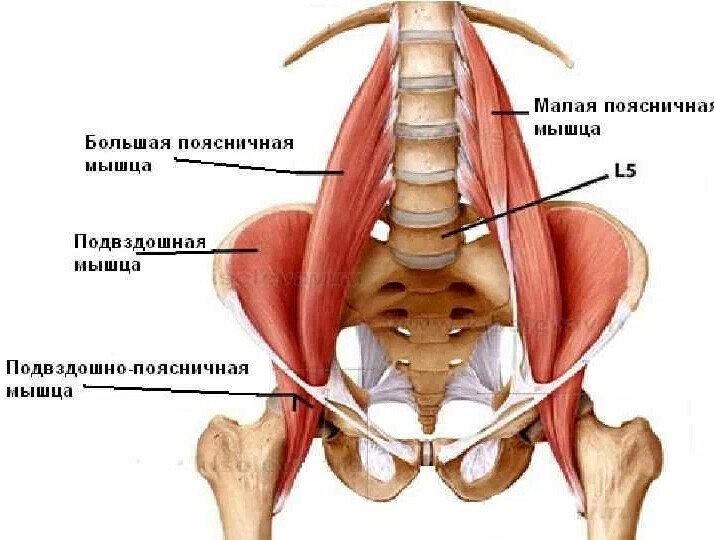 M Intertransversarii laterales Lumborum