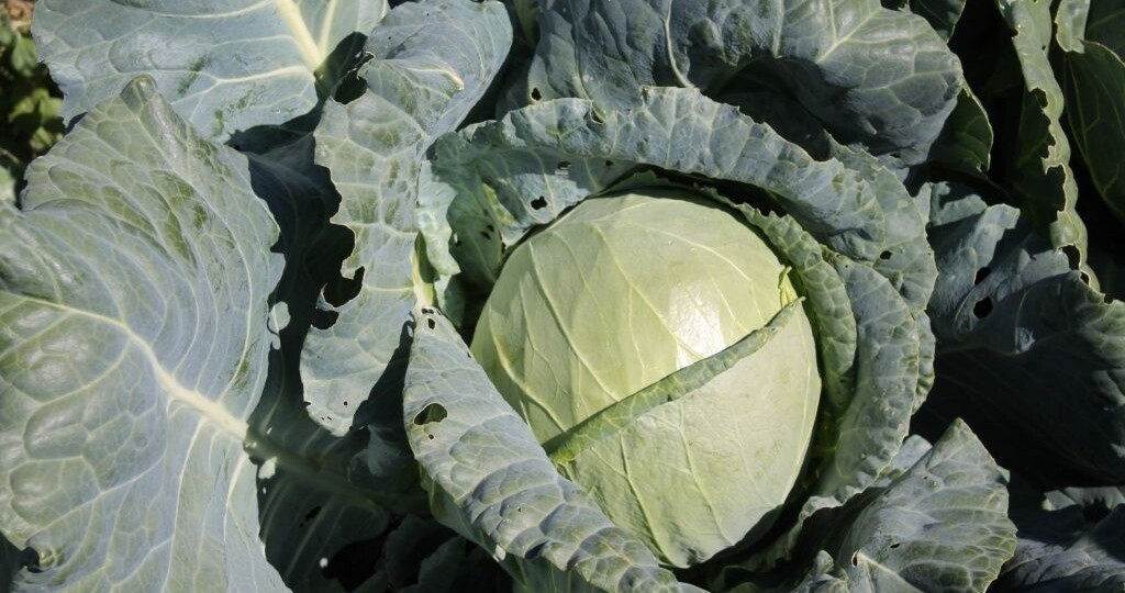 Посев капусты под зиму