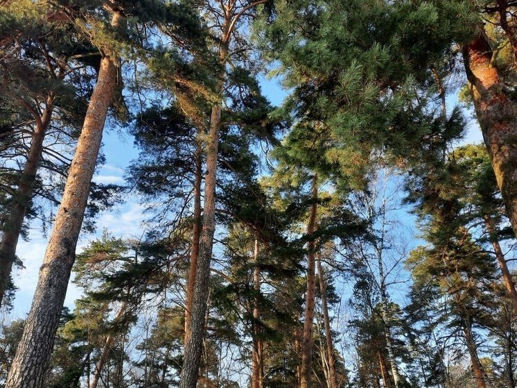    Фото: "МК Калуга"