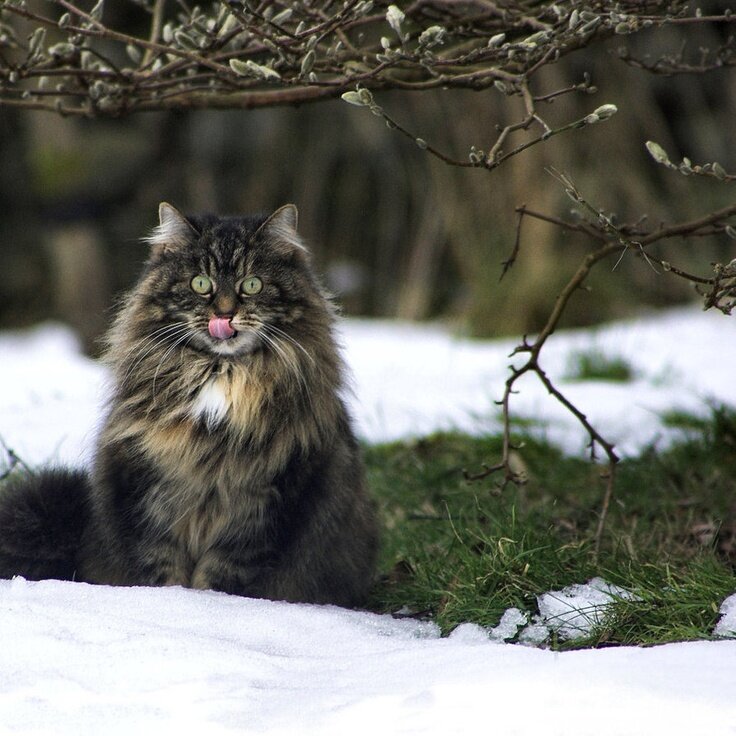 Характеристики гималайской породы кошек