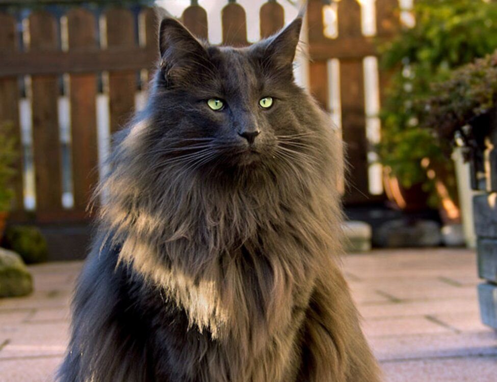 Норвежская лесная кошка: уникальные черты и происхождение породы | Кот из  Бочки | Дзен