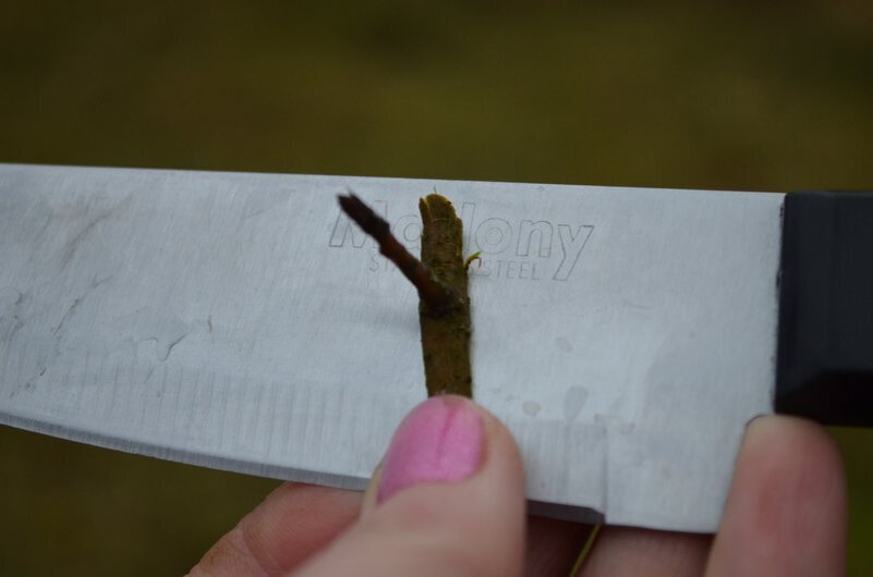 Вот так срезаем почку.