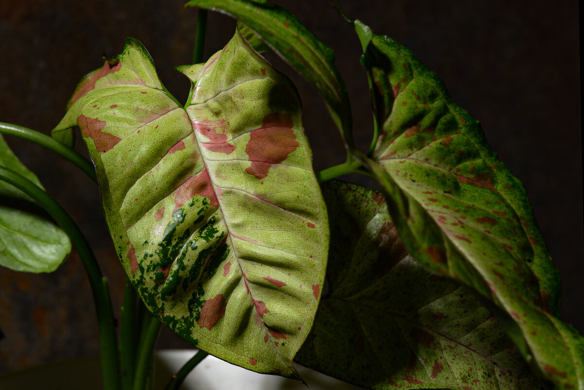 Сингониум CONFETTI TRICOLOR. Фото: INVIRIDIS