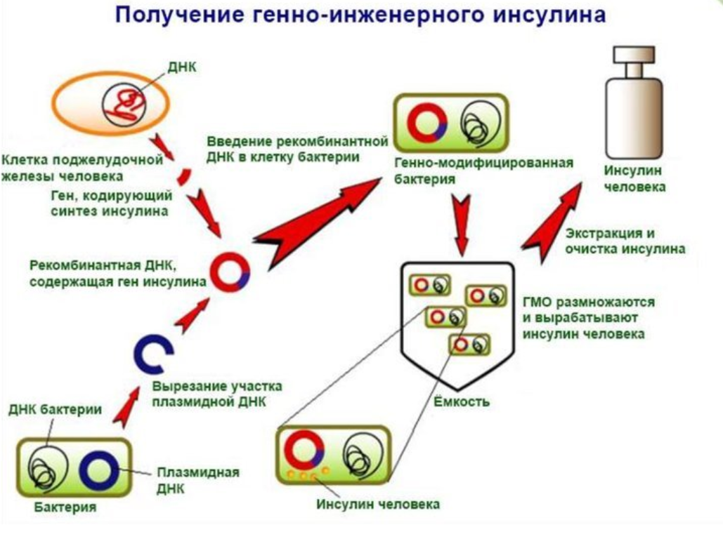 Выработка гормона инсулина происходит. Схема получения рекомбинантного инсулина. Получение генно-инженерного инсулина. Искусственный Синтез инсулина схема. Генно-инженерный модифицированный метод получения инсулина.