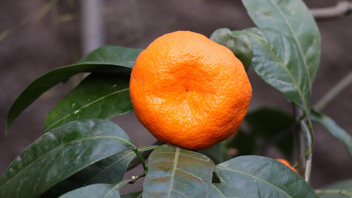 Fresh Citrus мандарины