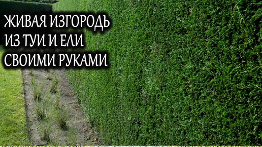 Живая изгородь: что это, плюсы, минусы, из чего сделать, фото