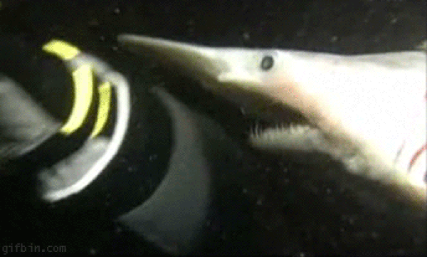 Акула тонко намекает на то, чтобы дайвер выключил свет. 