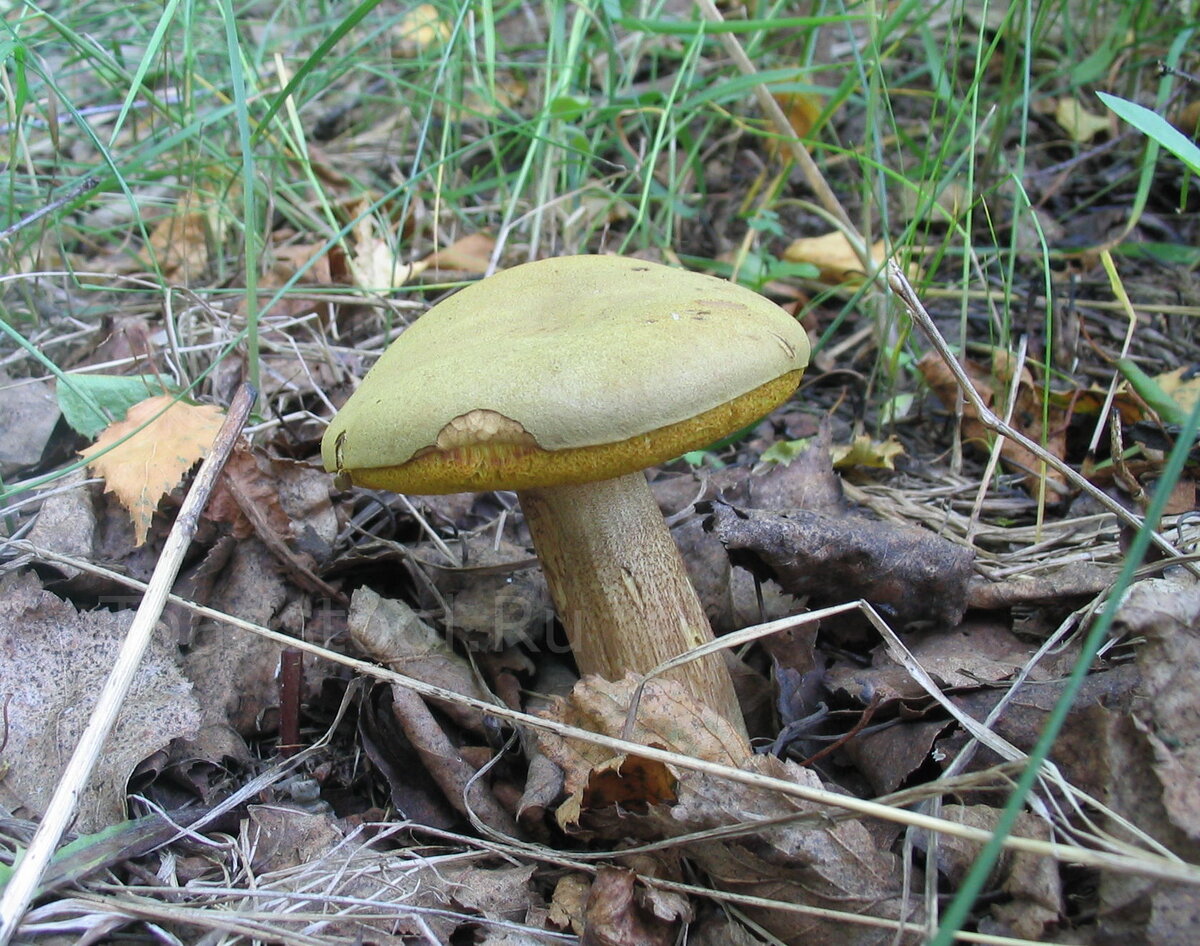 Подберезовик моховик. Моховик зеленый Boletus subtomentosus. Моховик зеленый Xerocomus subtomentosus. Гриб моховик песчаный. Моховики (Шубники).