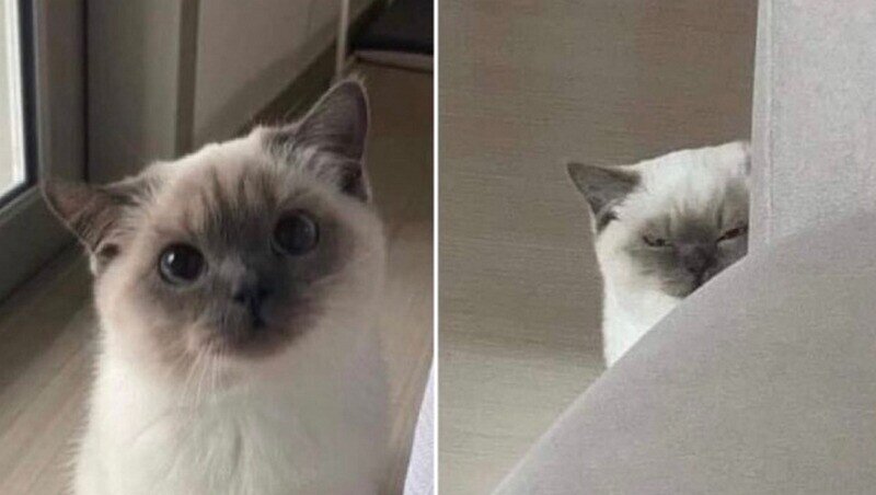    15 снимков кошек, которые докажут, что люди все еще не до конца их понимают