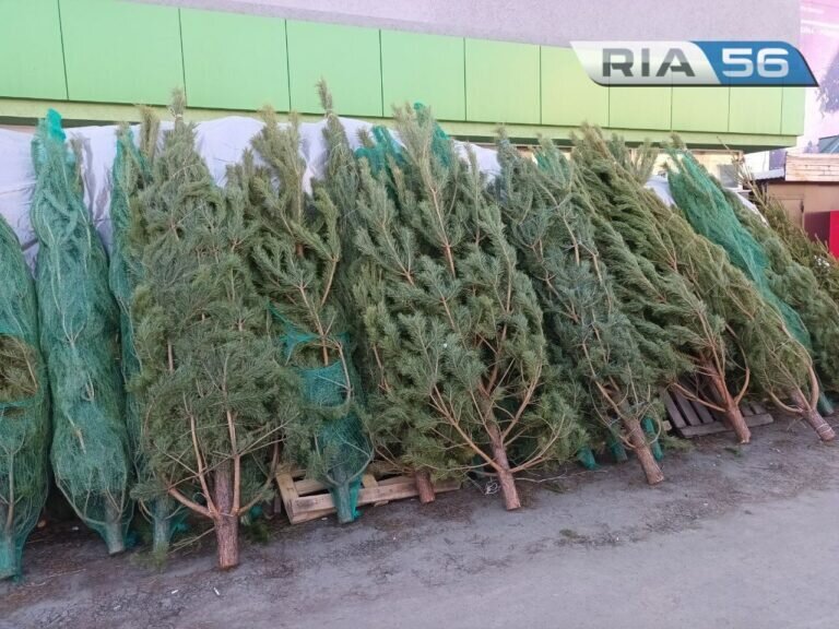    В Оренбурге будут работать 15 елочных базаров Кристина Просвиркина