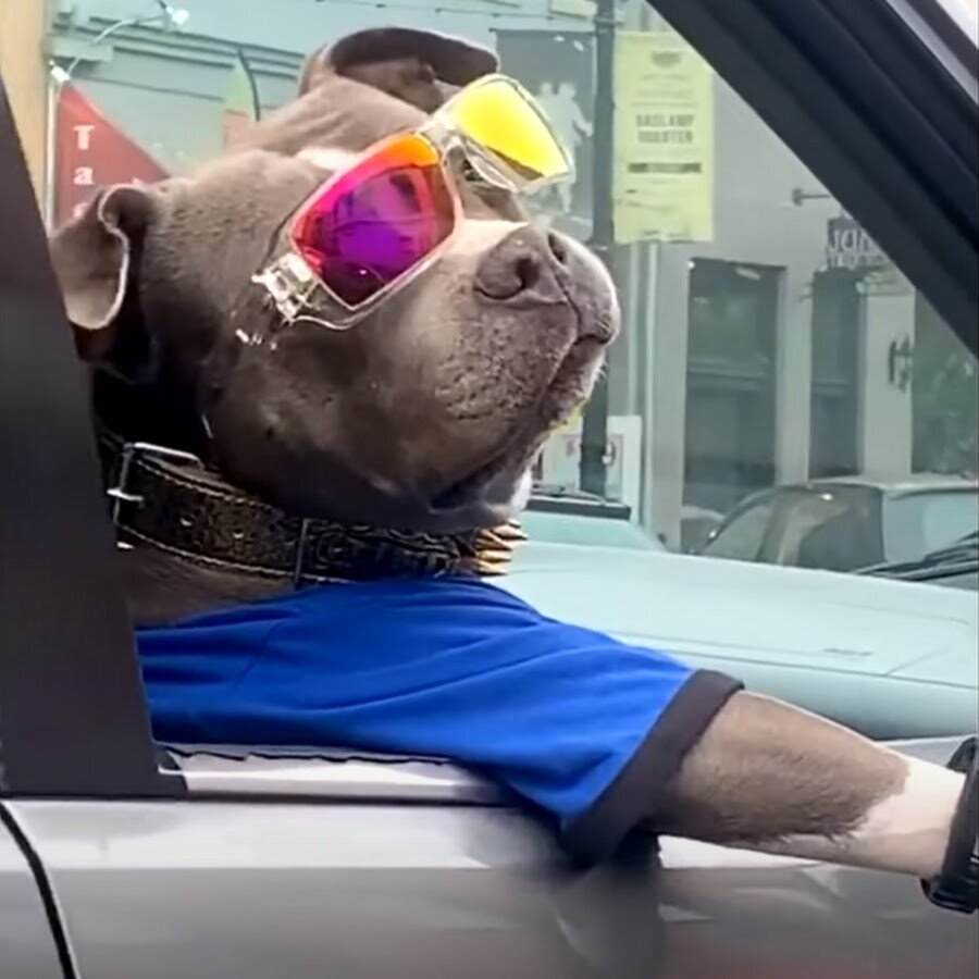 Ярославль петух на дороге. Забавные инциденты. Забавные инциденты. Забавные инциденты. Козы залазят в машину.