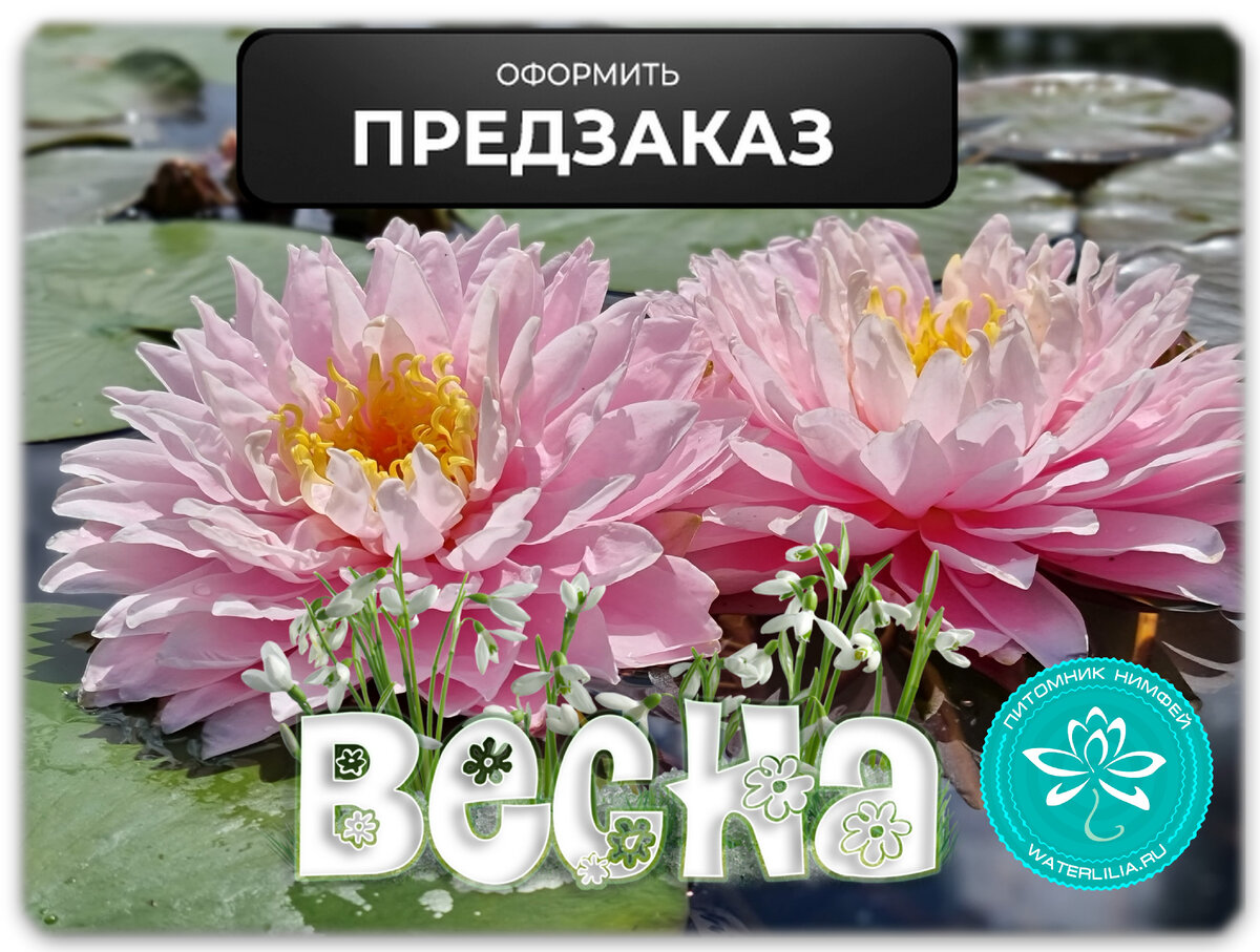 купить нимфеи