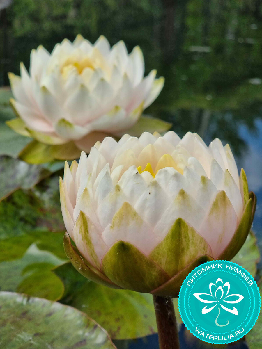 Нимфея WLK Pearl Grail