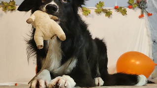 Качество пищи