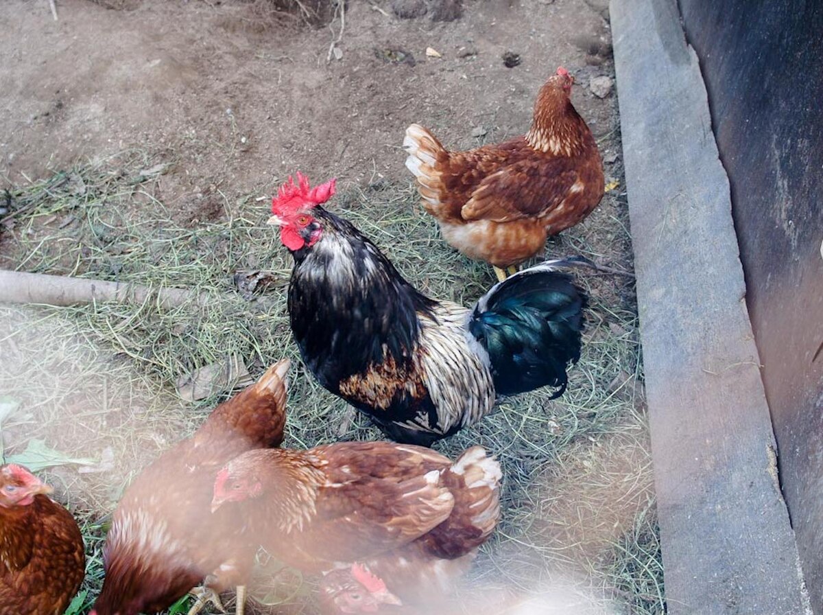 Первый выводок птиц на фабрике ждут 6 декабря.  Фото: Фото: ФедералПресс / Елена Майорова