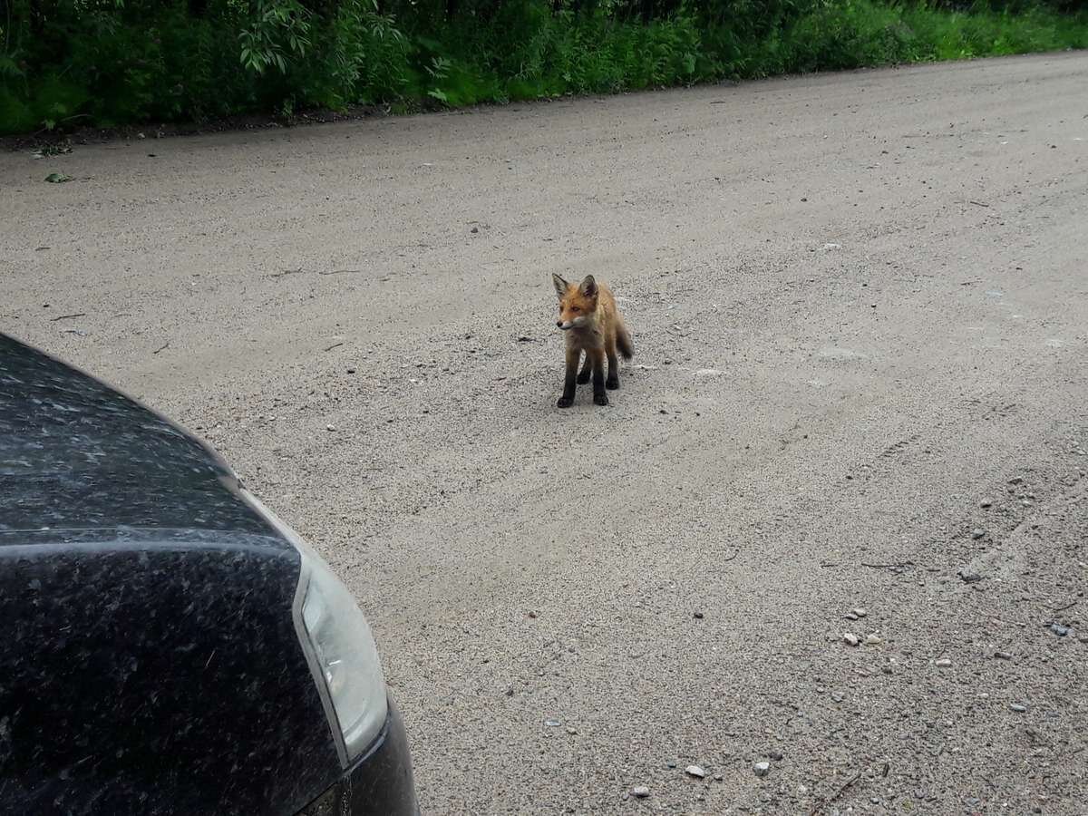 Вдоль реки Онега: Турчасово, Пияла, Сырья: frosya_hod — LiveJournal