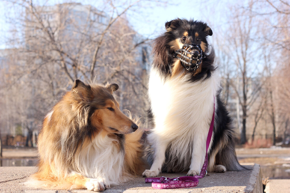 Н этом фото с Леды я намордник сняла, а Ника в процессе приучения к этому неприятному атрибуту