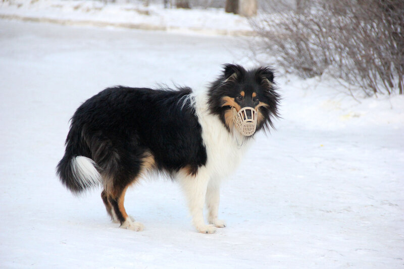 Очень обиженный щенок - нацепили на нос какую-то фигню