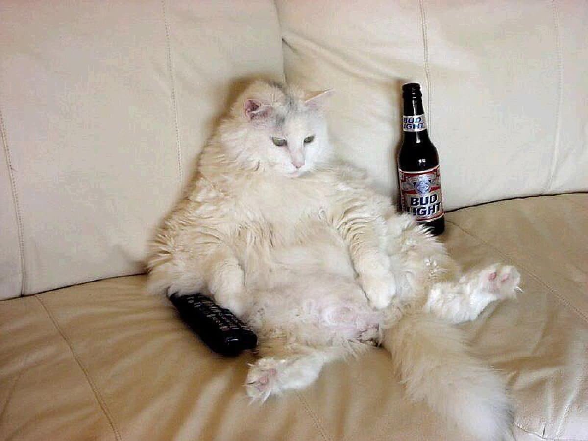 Кошка вялая не пьет. Кот с пивом. Кот на диване с пивом.