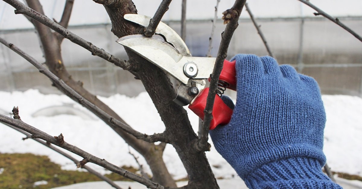 Обрезка и формировка от Студии ART Story