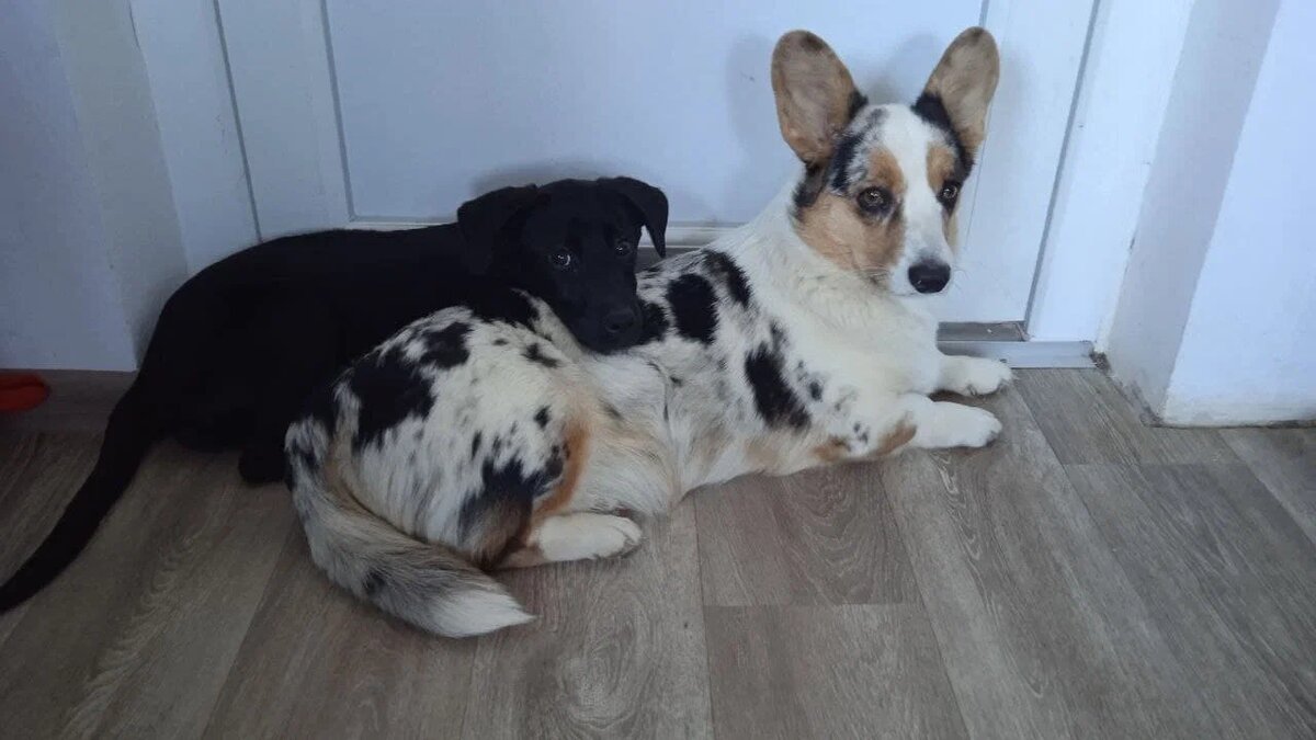 Снуп и Тильда.