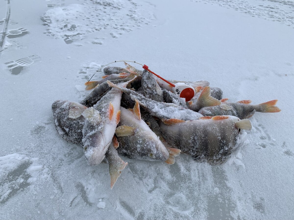 Окуни, пойманные из той самой "заветной" лунки.