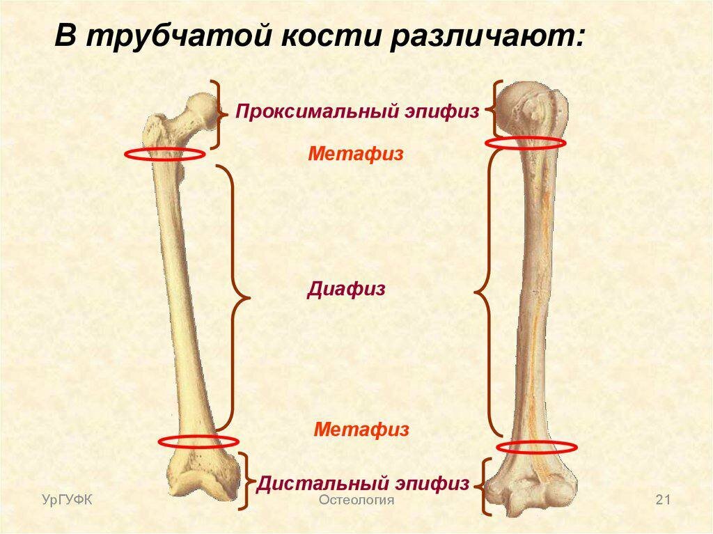 Трубчатая бедренная. Бедренная кость Апофиз метпфиз. Трубчатую кость диафиз. Бедренная кость кость метафиз. Строение кости диафиз эпифиз.