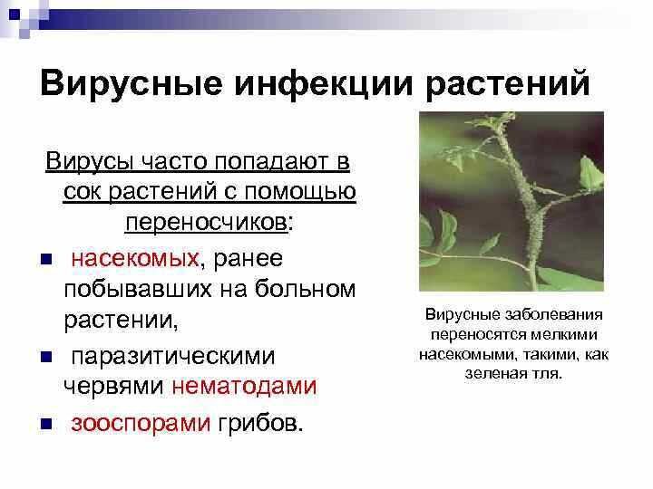 Растения возбудители заболеваний человека
