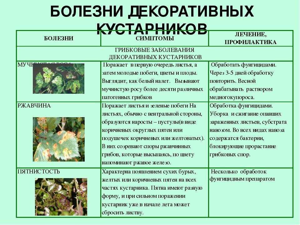 Болезни и вредители комнатных цветов: причины и меры борьбы!