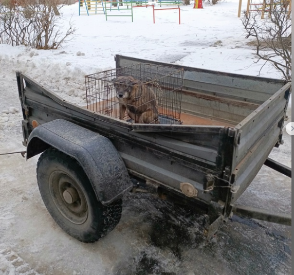 Инвалид, без одной лапы и глаза,.. лапы лишилась,наступив на взрывное устройство в черте города(