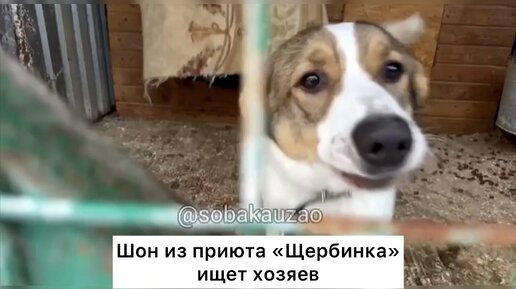 Шон в приюте со щенка втрой год ждет своих хозяев. Проект Собака Юзао ...