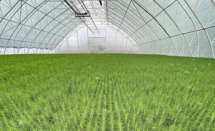    Новые мини-тепличные комплексы для сеянцев хвойных появятся в Красноярском крае в 2024 году