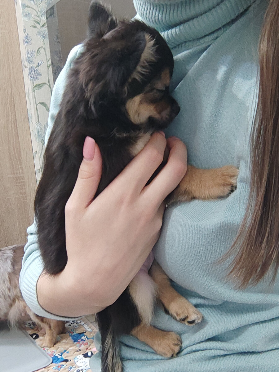 Приехали в гости к заводчику навестить нашего Дени