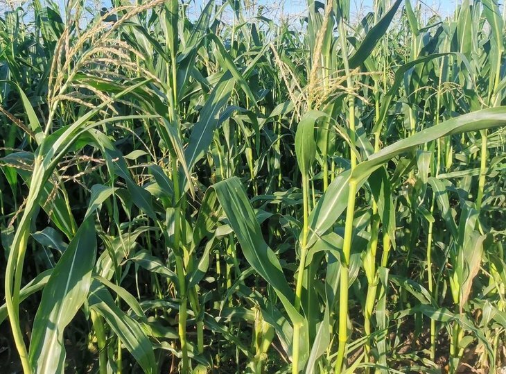    Посевы культур отечественной селекции увеличились в Ростовской области