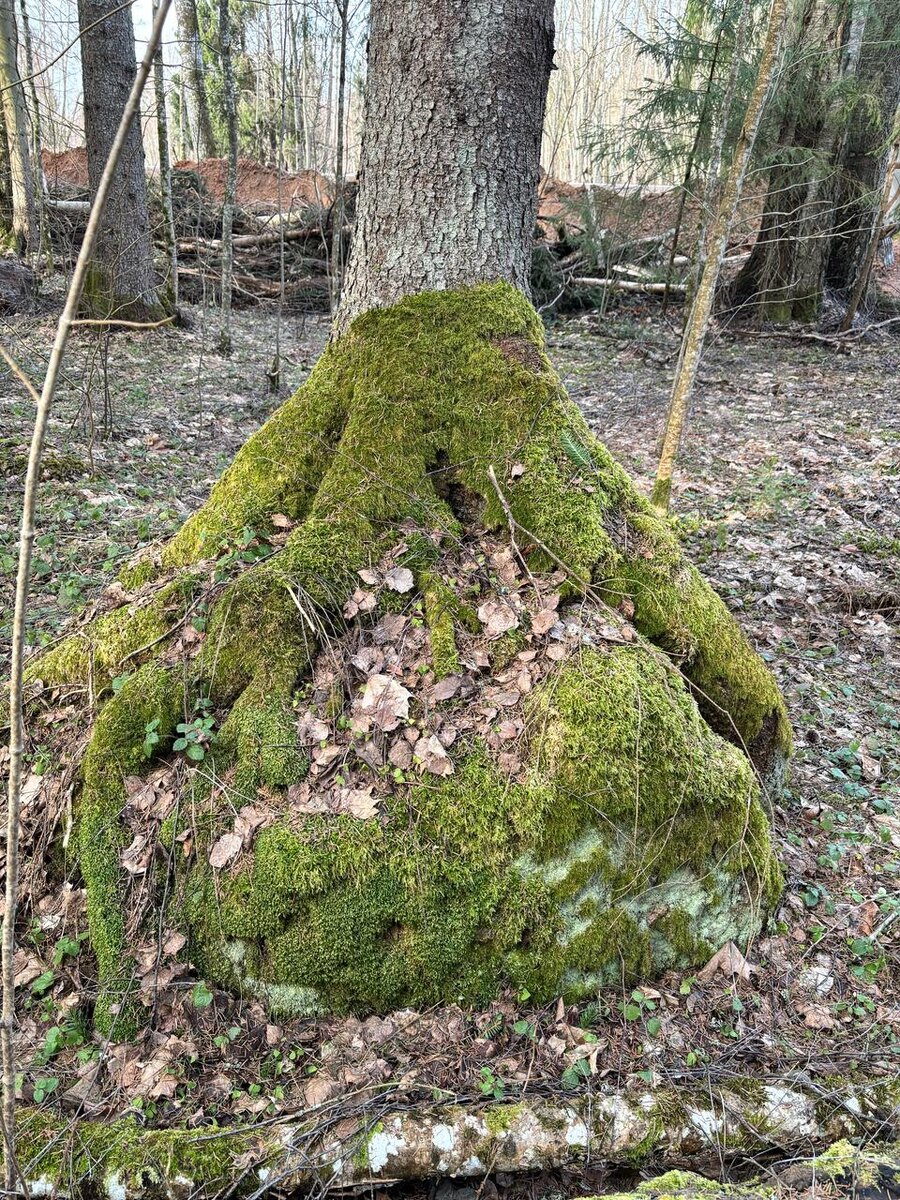 ДЕРЕВО И КАМЕНЬ - СПЛЕЛИСЬ, СРОСЛИСЬ НАВЕЧНО! Из личных фото автора Лидии Шатиловой