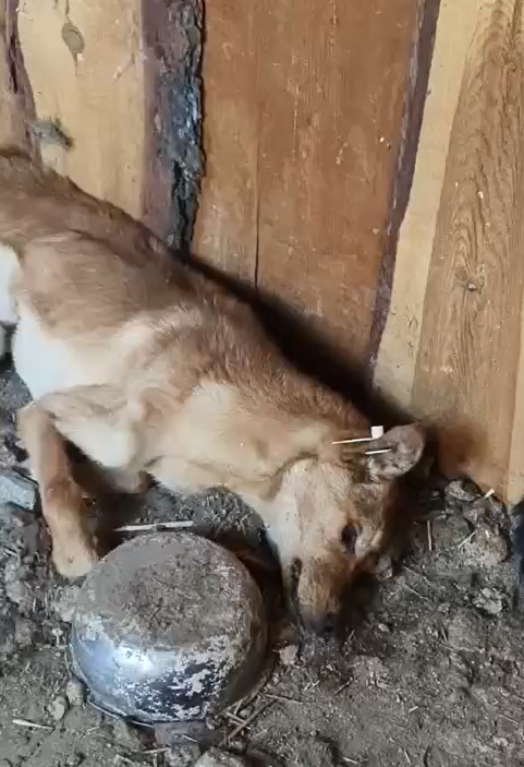 Скриншот из видео в группе huskyekb, видео не для слабонервных