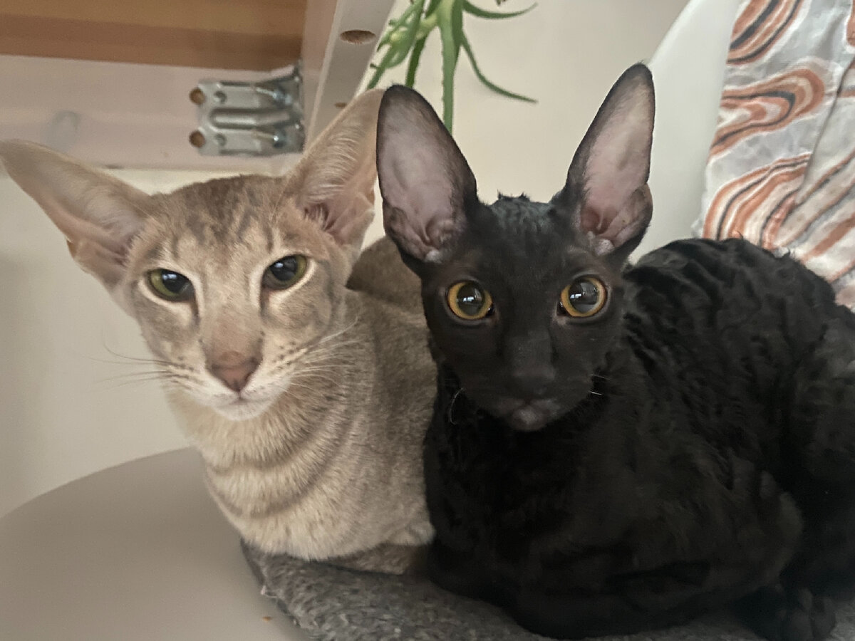 Фото автора. Наташ, вставай, мы все уронили (С)