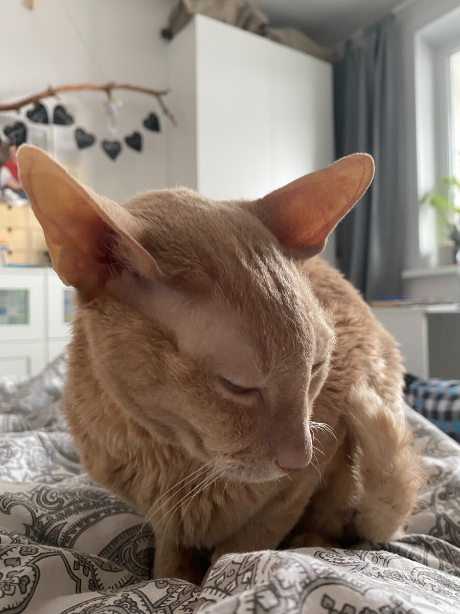 Фото автора. Марсель был очень независимым котом, но один оставаться не любил 