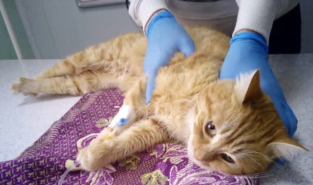 Кот Рыжик на приеме у Дарьи Михайловны