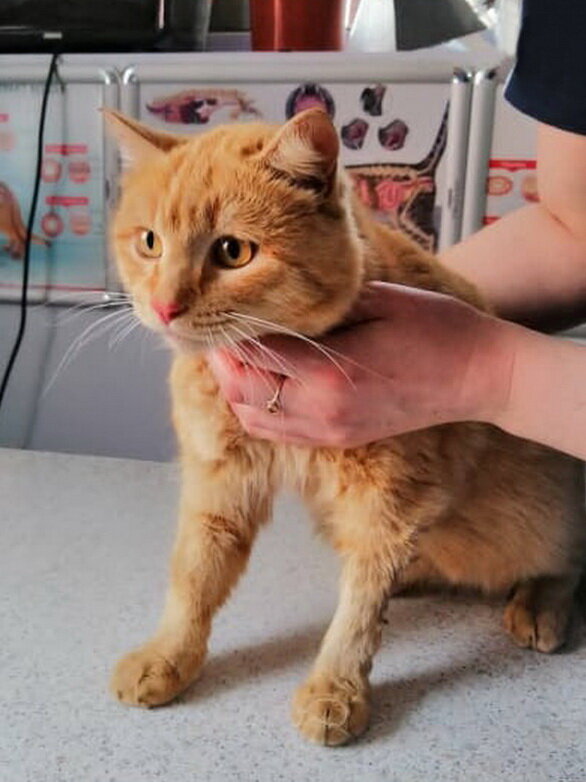 Спасенный волонтерами кот Рыжик. Здесь и далее в статье фото для публикации любезно предоставлены Дарьей Михайловной