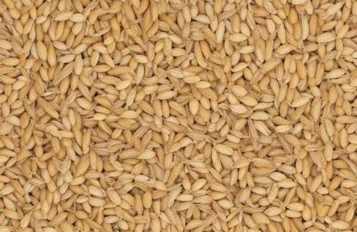    Волосатый клещ, долгоносик, мукоед и другие причины прекращения деклараций на зерно