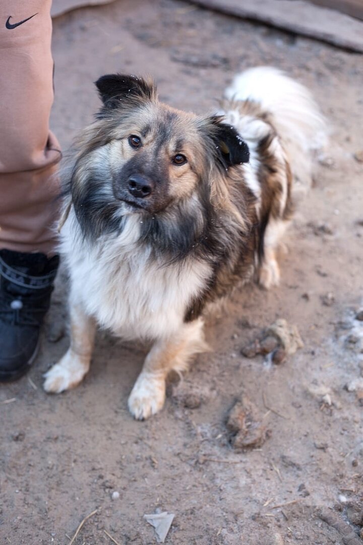 На фото собаки из «приюта». У них осталось 10 дней. Ищем ручки или кураторов. Поможем с доставкой. Просьба обращаться в личные сообщения группы huskyekb во ВКонтакте